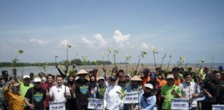 Aksi Nyata, UMS Tanam Mangrove di Pesisir Kendal