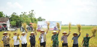 Panen Raya di Jawa Timur, BULOG Optimis Target 4 Juta Ton Setara Beras Tahun 2026 Tercapai