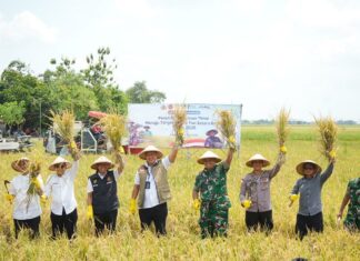 Panen Raya di Jawa Timur, BULOG Optimis Target 4 Juta Ton Setara Beras Tahun 2026 Tercapai