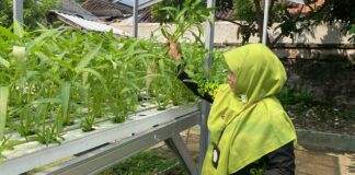 Pengawas Puji Kebun Hidroponik SDM 24 Gajahan