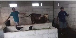 Pesanan Sapi Kurban Lembu Kandang Ndeso Melonjak