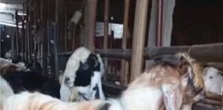 Permintaan Kambing Kurban di Sragen Naik 30 Persen