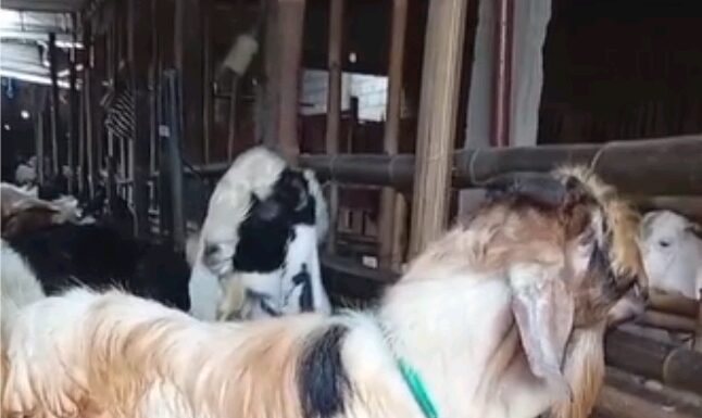 Permintaan Kambing Kurban di Sragen Naik 30 Persen