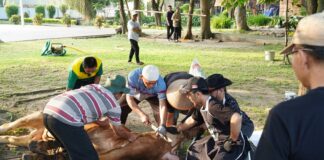 Kurban UMS, Wujud Kepedulian Kampus Muhammadiyah