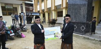 Kemendikdasmen Tebar 159 Ekor Hewan Kurban, Sapi Berbobot 720 Kg Diserahkan di Kota Sorong