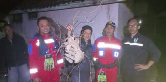 SUMU-Lumiguard Edukasi Pelaku Usaha Cegah Ancaman Hama