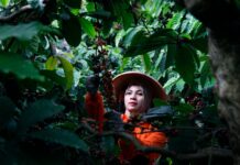 PTPN I (Persero) Perkuat Rantai Pasok Kopi Global