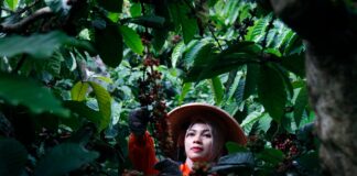 PTPN I (Persero) Perkuat Rantai Pasok Kopi Global