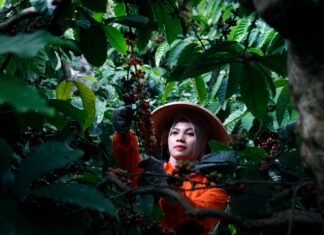 PTPN I (Persero) Perkuat Rantai Pasok Kopi Global
