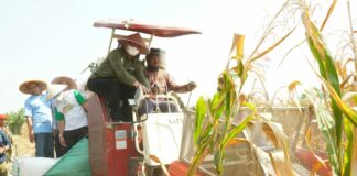 MPM Muhammadiyah Panen Jagung, Perkuat Kedaulatan Pangan Nasional