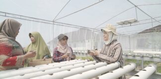 UMS Kembangkan Greenhouse Hidroponik Tenaga Surya di Sukoharjo