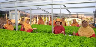 Dosen UMS Bantu KWT Kopen SAE Tingkatkan Panen Hidroponik